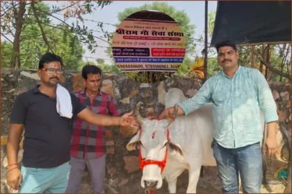 Cow worshiped by Gau Seva Sansthan Jamvaramgarh Jaipur