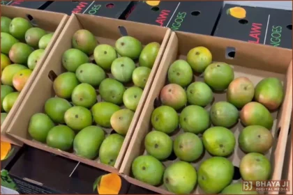 Malavi Mango in APMC Market Navi Mumbai