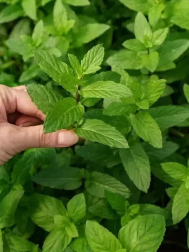 क्या हैं तुलसी के फ़ायदे