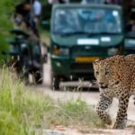 Jaipur Leopard Safari