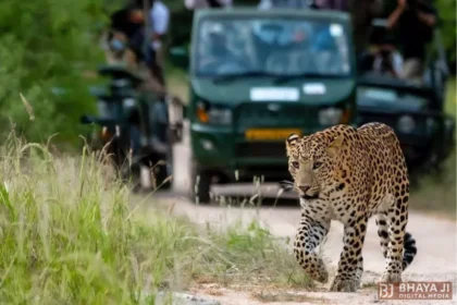 Jaipur Leopard Safari